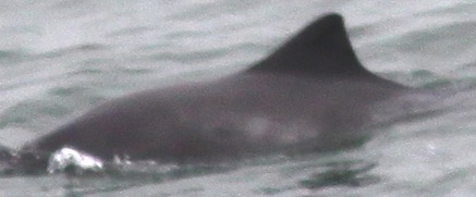 Missing Picture